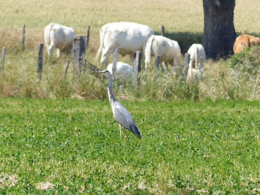 P1030171