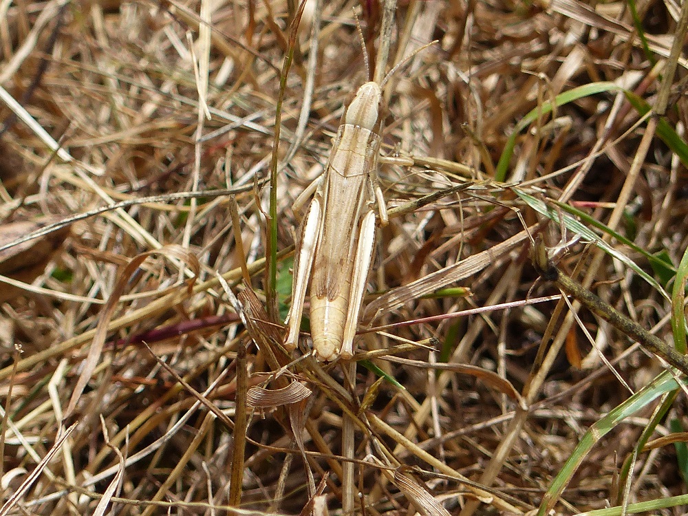 P1030339