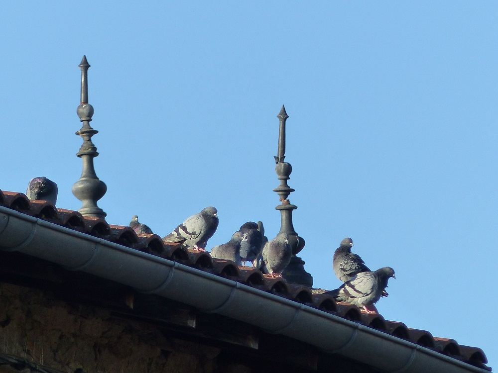 P1050450