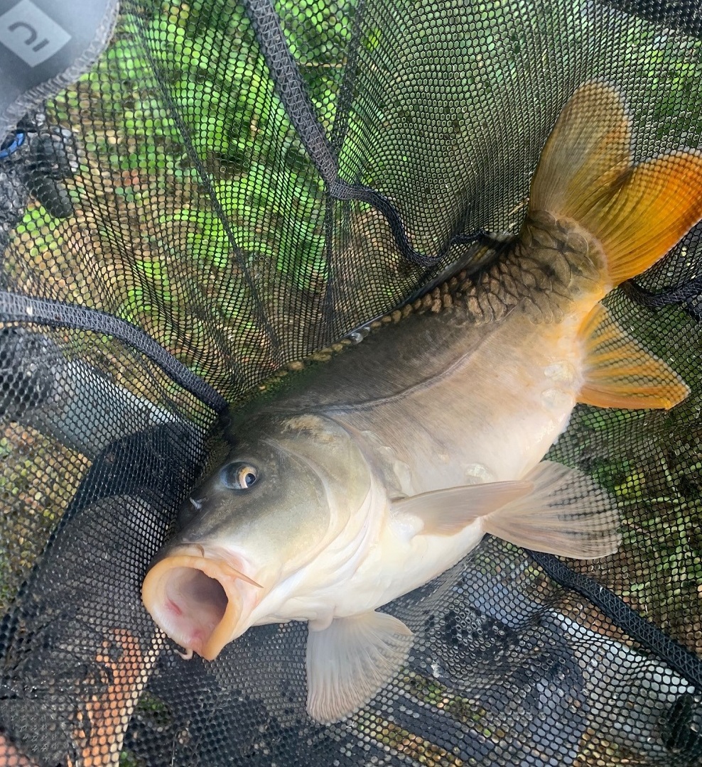 poisson